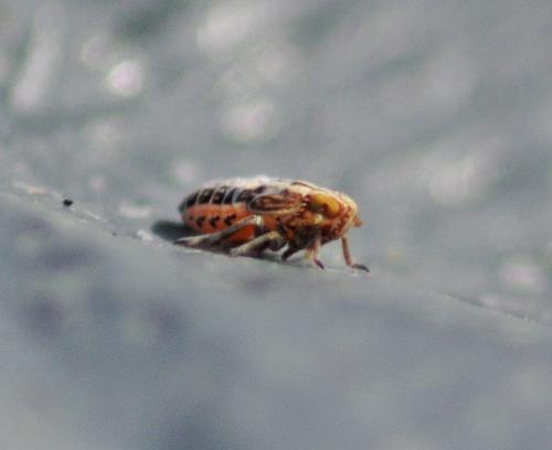 Laodelphax striatellus